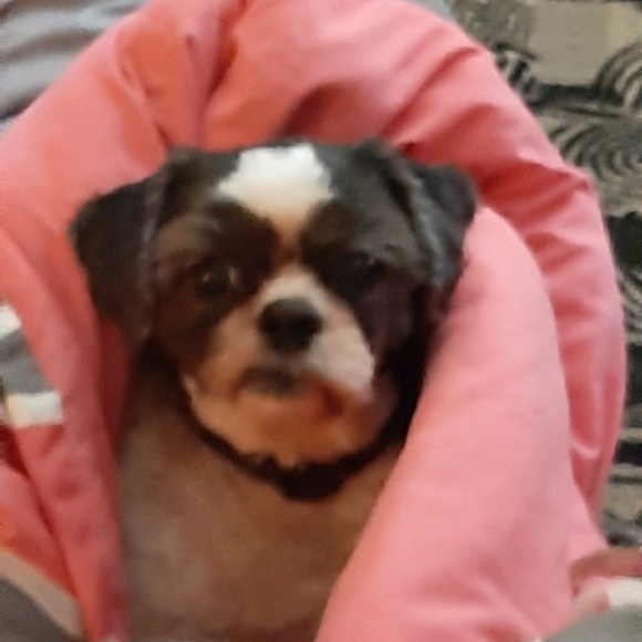 Meet your Posher, Sherry - Picture 1 of 1